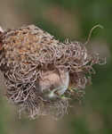 Bur oak